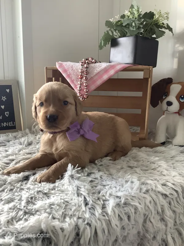 Sally – Golden Retriever puppy for sale in Baltic, OH