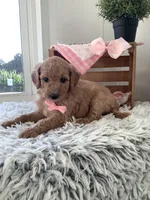 Lady- F1bb Goldendoodle , a female Goldendoodle for sale in Baltic, OH – 4 of 7