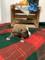Fido , a male Boxer for sale in Baltic, OH – 4 of 8