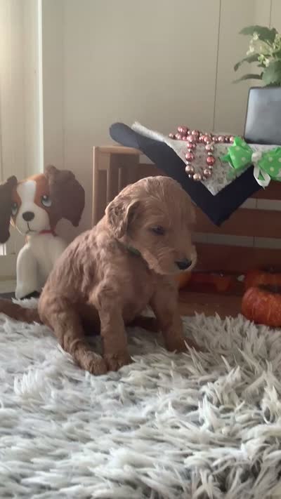 Simon F1b Goldendoodle , a male Goldendoodle for sale in Baltic, OH – 7 of 7