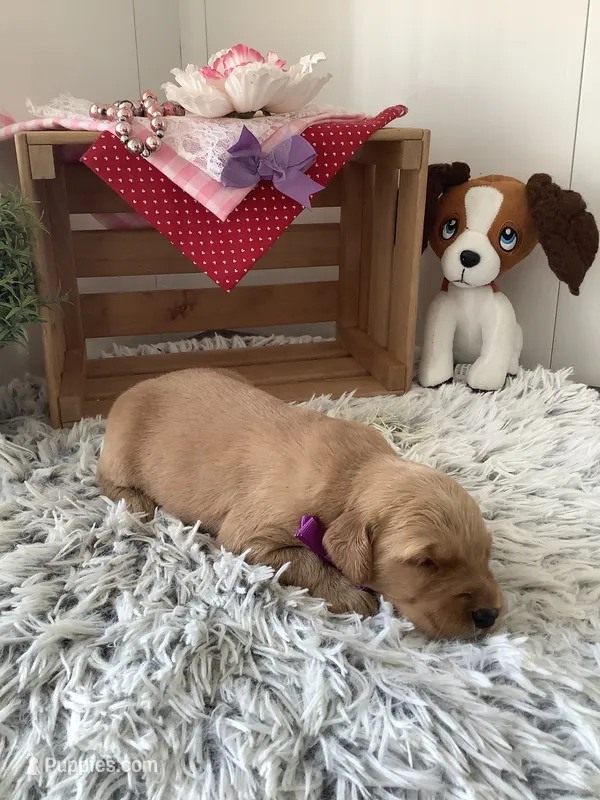 Connie  – Golden Retriever puppy for sale in Baltic, OH