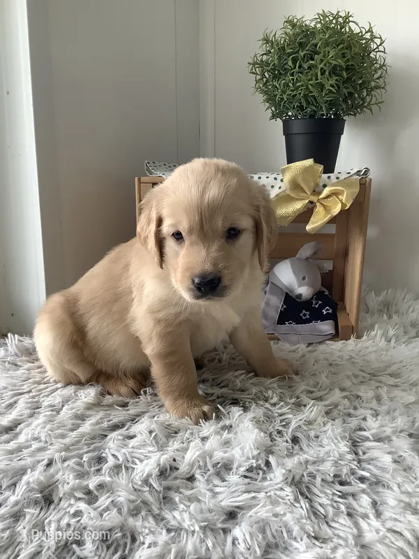 Rover – Golden Retriever puppy for sale in Baltic, OH