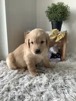 Rover, a male Golden Retriever for sale in Baltic, OH – 3 of 7