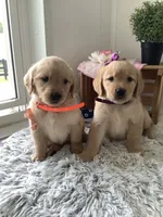 Connie, a female Golden Retriever for sale in Baltic, OH – 4 of 8