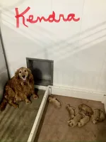 Kendra , a female Golden Retriever for sale in Baltic, OH – 3 of 3