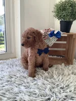 Lucky - F1bb Goldendoodle , a male Goldendoodle for sale in Baltic, OH – 3 of 8