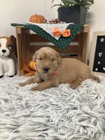 Kyle, a male Golden Retriever for sale in Baltic, OH – 3 of 8