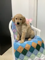 Penny, a female Golden Retriever for sale in Baltic, OH – 2 of 8