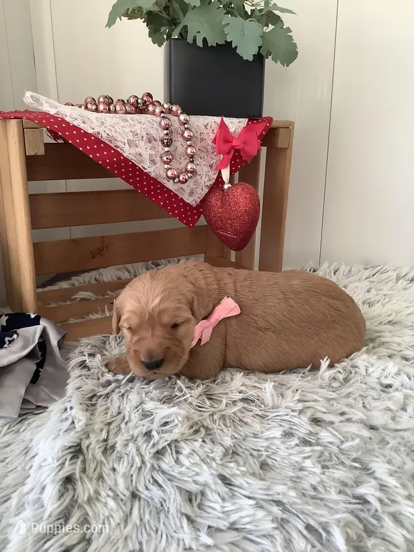 Penny – Golden Retriever puppy for sale in Baltic, OH