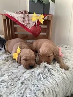 Penny, a female Golden Retriever for sale in Baltic, OH – Photo 6 of 8