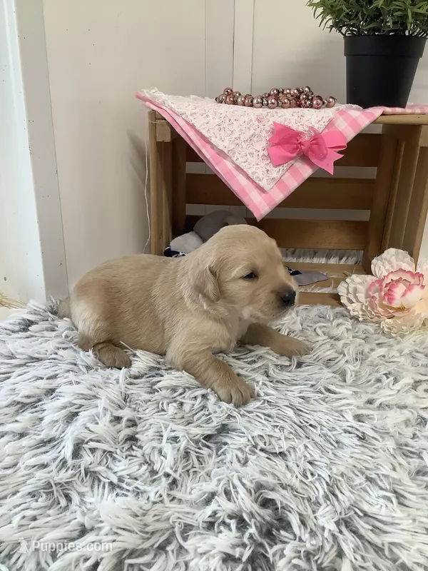 Penny – Golden Retriever puppy for sale in Baltic, OH