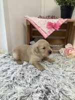 Penny, a female Golden Retriever for sale in Baltic, OH – 3 of 7