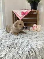 Penny, a female Golden Retriever for sale in Baltic, OH – 2 of 7