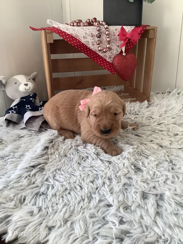 Penny – Golden Retriever puppy for sale in Baltic, OH