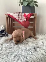 Penny, a female Golden Retriever for sale in Baltic, OH – Photo 3 of 8