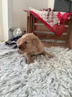 Penny, a female Golden Retriever for sale in Baltic, OH – Photo 4 of 8