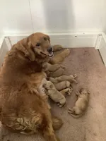 Penny, a female Golden Retriever for sale in Baltic, OH – Photo 7 of 8