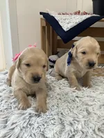 Penny, a female Golden Retriever for sale in Baltic, OH – 5 of 7