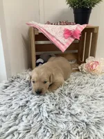 Penny, a female Golden Retriever for sale in Baltic, OH – 4 of 7