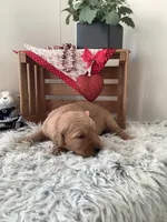 Penny, a female Golden Retriever for sale in Baltic, OH – Photo 2 of 8