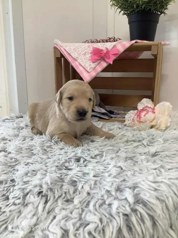Penny – Golden Retriever puppy for sale in Baltic, OH