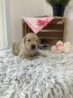 Penny, a female Golden Retriever for sale in Baltic, OH – 1 of 7