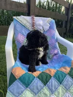 Manny-F1bb  standard, a male Goldendoodle for sale in Baltic, OH – 1 of 9