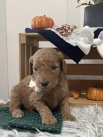 Tanker F1b Goldendoodle , a male Goldendoodle for sale in Baltic, OH – 2 of 10