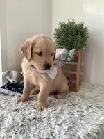 Tommy, a male Golden Retriever for sale in Baltic, OH – 5 of 9