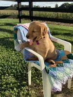 Laina , a female Golden Retriever for sale in Baltic, OH – 3 of 10
