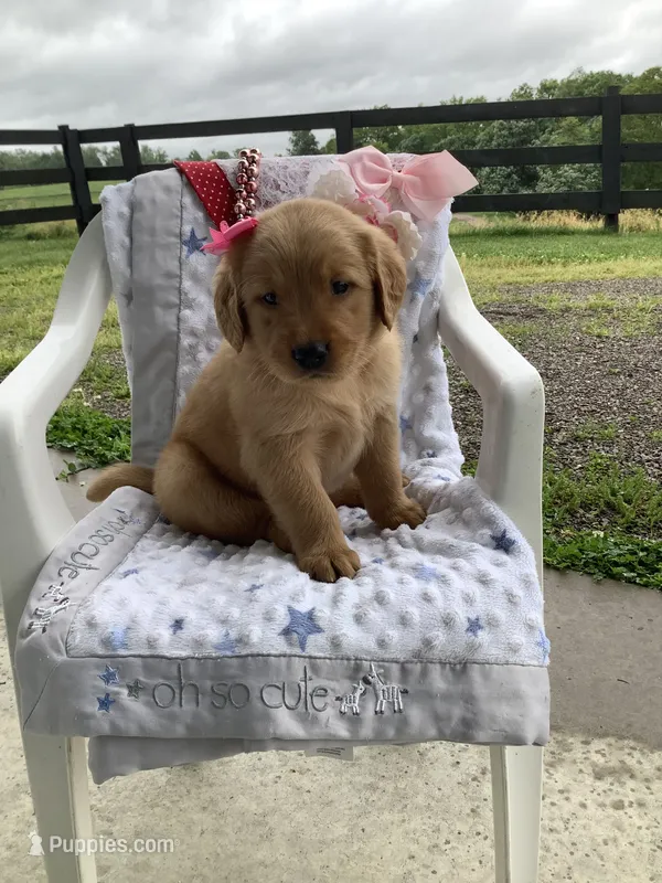 Cassandra  – Golden Retriever puppy for sale in Baltic, OH