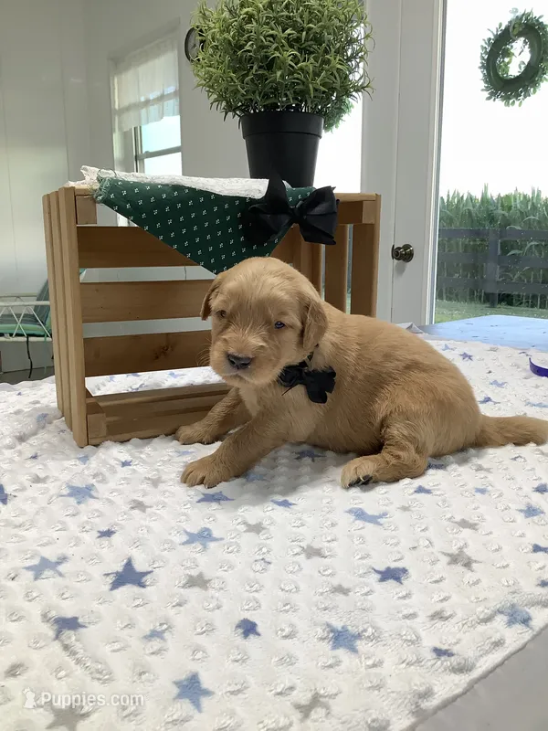 Frank  – Golden Retriever puppy for sale in Baltic, OH