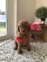 Ginger- F1bb Goldendoodle , a female Goldendoodle for sale in Baltic, OH – 2 of 10