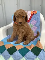Lindsey-F1bb standard , a female Goldendoodle for sale in Baltic, OH – 3 of 9