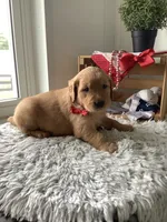 Cassandra , a male Golden Retriever for sale in Baltic, OH – 1 of 6