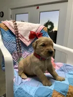 Lindsey, a female Golden Retriever for sale in Baltic, OH – 4 of 9
