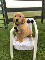 Freddie, a male Golden Retriever for sale in Baltic, OH – 5 of 10