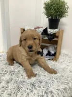 Fido, a male Golden Retriever for sale in Baltic, OH – 4 of 10