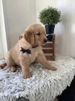 Chevy, a male Golden Retriever for sale in Baltic, OH – 4 of 8