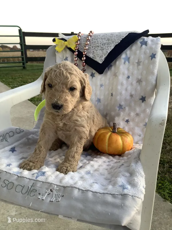 Zeke F1b Goldendoodle  – Golden Retriever puppy for sale in Baltic, OH