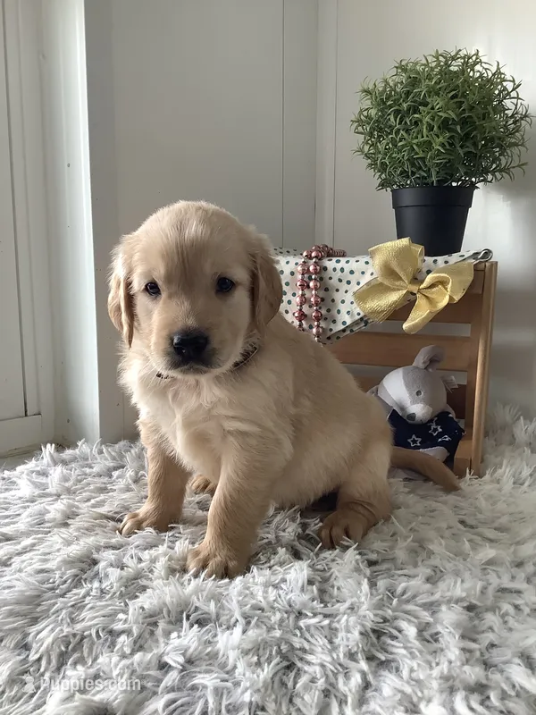 Rover – Golden Retriever puppy for sale in Baltic, OH