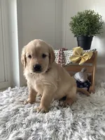Rover, a male Golden Retriever for sale in Baltic, OH – 4 of 7