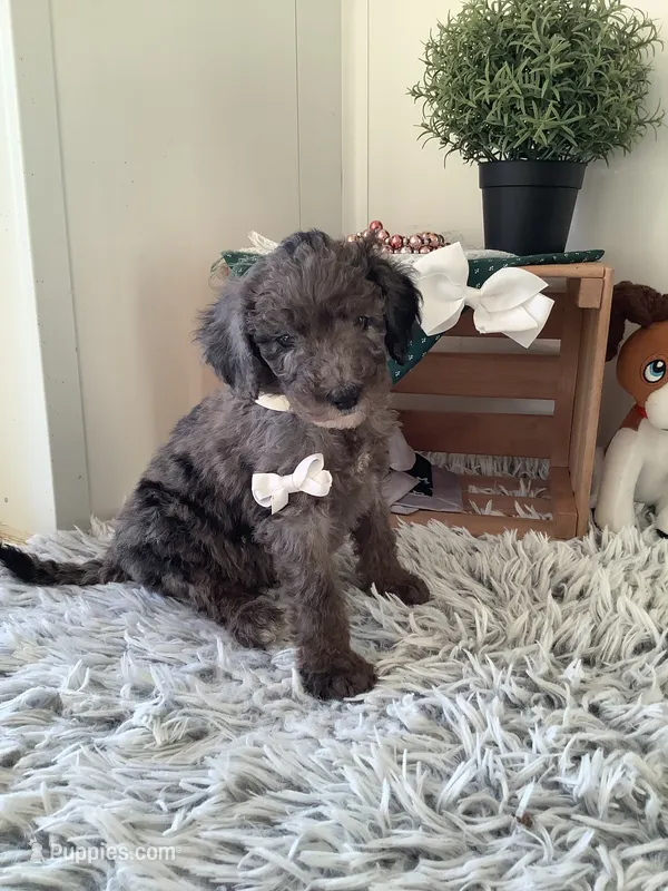 Rex- F1bb Standard  – Goldendoodle puppy for sale in Baltic, OH