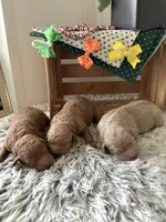 Rascal - F1b , a male Goldendoodle for sale in Baltic, OH – 5 of 5