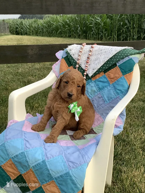 Rascal - F1b  – Goldendoodle puppy for sale in Baltic, OH