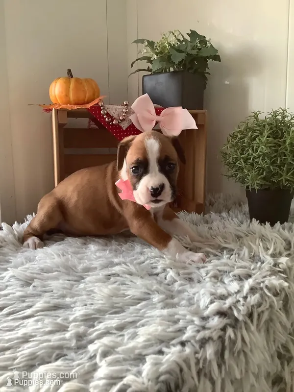 Lady  – Boxer puppy for sale in Baltic, OH