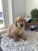 Rambles , a male Golden Retriever for sale in Baltic, OH – 4 of 6