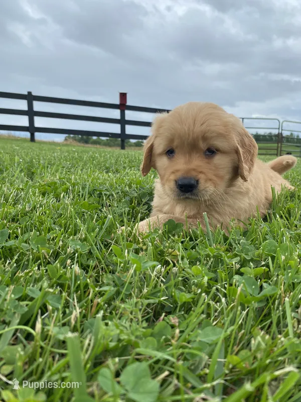 Lucy  – Golden Retriever puppy for sale in Baltic, OH