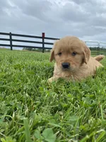 Lucy , a female Golden Retriever for sale in Baltic, OH – 1 of 5