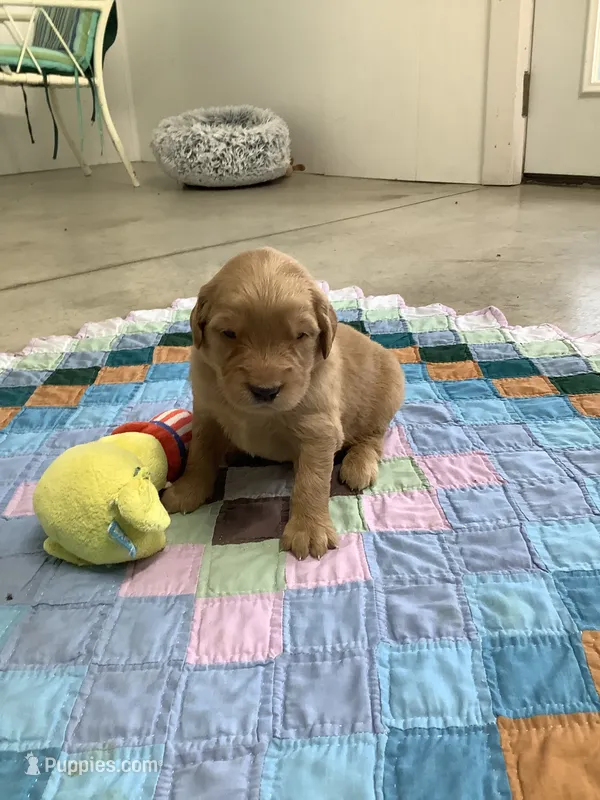Frank  – Golden Retriever puppy for sale in Baltic, OH